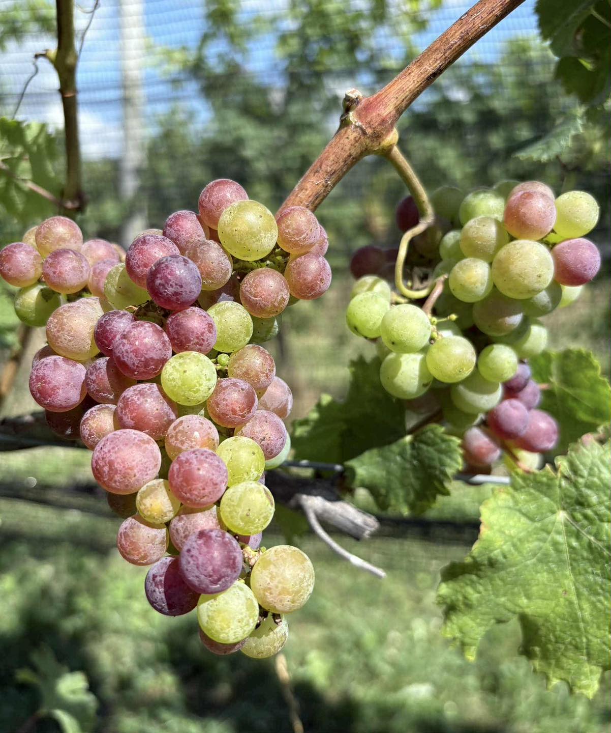 Tasting Reservation - Month of August (up to 6 people)